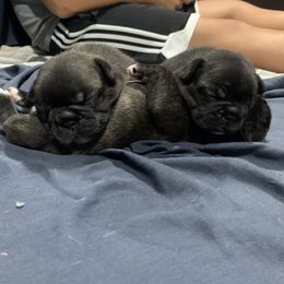 French Bulldog Puppies from Luna and London’s Puppies