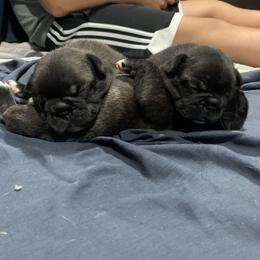 French Bulldog Puppies from Luna and London’s Puppies