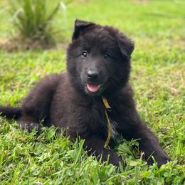Opal (Yellow) - Black female Belgian Sheepdog puppy in Franklin, West Virginia from Wildmour K9