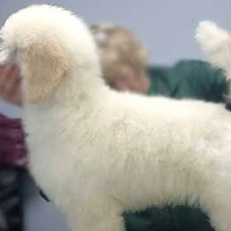 Aoife Pink Girl - Poodle puppy in Minnesota from Talisman Poodles