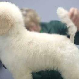 Aoife Pink Girl - Poodle puppy in Minnesota from Talisman Poodles
