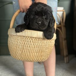 Silver puppy - Black Newfoundland puppy in Great Falls, Montana from True North Newfoundlands