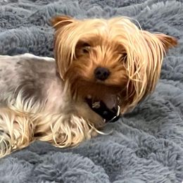 Doodle - Yorkshire Terrier