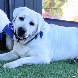 Snow - Labrador Retriever