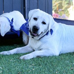 Snow - Labrador Retriever