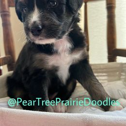 Aussiedoodle, Bernedoodle, and Poodle Puppies from Pear Tree Prairie Doodles