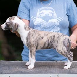 Brindle Boy - Fawn brindle male Whippet puppy in Lenoir City, Tennessee from Equiss Whippets