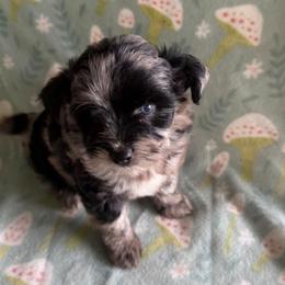 June - Red female Aussiedoodle puppy in Sparta, Missouri from Sis' Doodles & Poodles