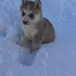Pomsky Puppies from Dakota Pomskies