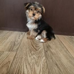 Bell - Black and tan female Yorkshire Terrier puppy in Lapeer, Michigan from Puppy Kisses