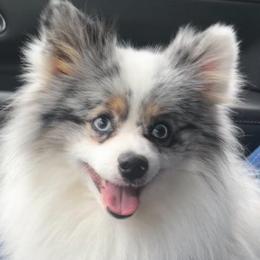 Asher Finn - Blue parti male Pomeranian puppy in Cropwell, Alabama from Poms On The Lake