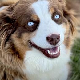 Aussiedoodle, Miniature Australian Shepherd, and Poodle Puppies from Classic K9’s  Aussies & Doodles
