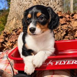Angus 2800 - Piebald male Dachshund puppy in Hendersonville, North Carolina from Snarky Doxy Miniature Dachshunds