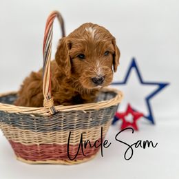 Assorted Doodle Crosses and Goldendoodle Puppies from Cynology Doodles