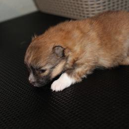 Amber - Orange sable female Pomeranian puppy in Dillon, Montana from Medicine Lodge Poms LLC