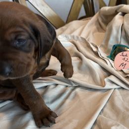 Circle - Red male Redbone Coonhound puppy in Angleton, Texas from Dorsett Dogs
