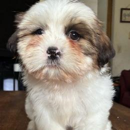 Eric - Tricolor male Shih Tzu puppy in Stroudsburg, Pennsylvania from Puppyville Pa Shih Tzu & frenchies