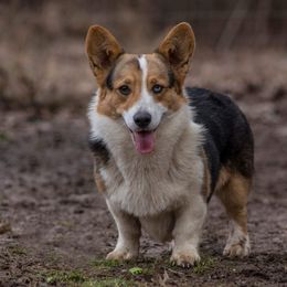 Otis - Pembroke Welsh Corgi