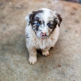 Australian Shepherd Puppies from Aussie Ridge Ranch