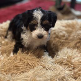 Richie - Black tri-color male Aussiedoodle puppy in Hopkins, Missouri from Mowry Creek Mini Aussiedoodles and More