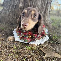 Margo - Dachshund