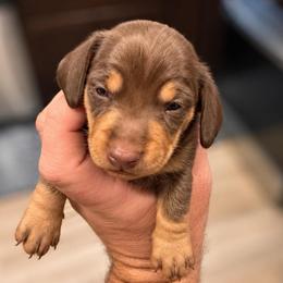 Comet AKC (3,220) - Chocolate and tan male Dachshund puppy in Indian Trail, North Carolina from Hilda’s Teenie Weenies
