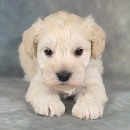 Biscuit - White male Miniature Schnauzer puppy in Ely, Nevada from Great Basin Miniature Schnauzers