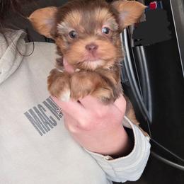Chocolate Male - Chocolate, tan and white male Yorkshire Terrier puppy in Lakeland, Florida from You Me & The Yorkies