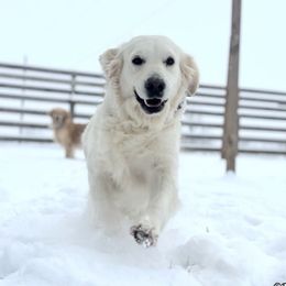 Lady - Golden Retriever