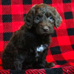 Penne - Chocolate female Labradoodle puppy in Lanexa, Virginia from Lees Reach Farm