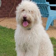 Daisy - Newfypoo