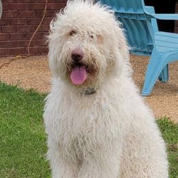 Daisy - Newfypoo