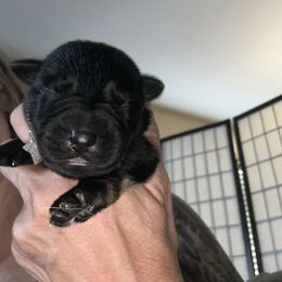 Puppy 10 - Sable male German Shepherd puppy in Surprise, Arizona from Vom Wustefeuer German Shepherds