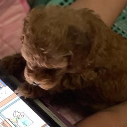 Shihpoos from Jenny La Bone