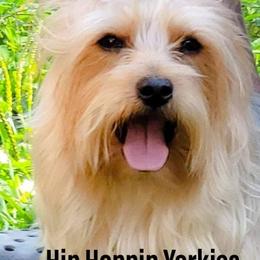 Yorkshire Terrier Puppies from Hip Hoppin Yorkies
