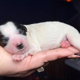 Sassy - Parti female Miniature Schnauzer puppy in Magalia, California from NorCal Schnauzers
