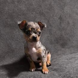 Giradelli - Merle male Chihuahua puppy in Royal Center, Indiana from Marvelous Chihuahuas