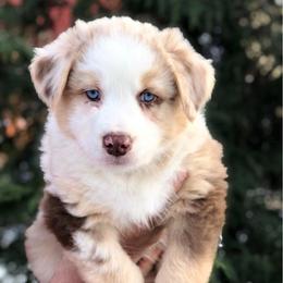 Australian Shepherd Puppies from Black Canyon Corral Aussies