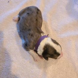 Boy 1 - male Bernedoodle puppy in Dugway, Utah from Luv4Bernedoodles