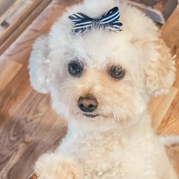 Ellie - Bichon Frise