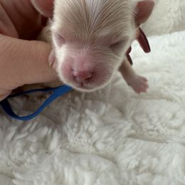 Blue collar - Apricot male Maltipoo puppy in Fredericktown, Missouri from Doodle Pups Fur-Ever