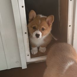American Corgi, Pembroke Welsh Corgi, and Yorkshire Terrier Puppies from Ingram's Corgis & Yorkies