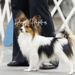 Cowboy - Papillon