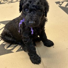 Lizzy, Purple Girl - Black female Poodle puppy in Gainesville, Georgia from Rose’s Goldendoodles & Standard Poodles