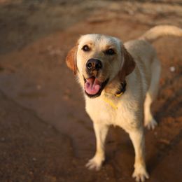 Indie - Labrador Retriever