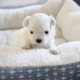 Maltese puppies from Made to Love Maltese LLC
