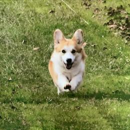 Pembroke Welsh Corgi puppies from Ditto's Pembroke Welsh Corgis