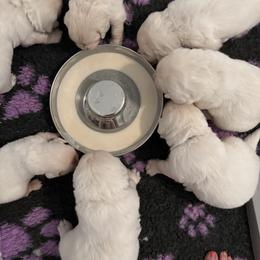 Golden Retriever Puppies from Suncoast Goldens