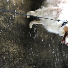 Ginger - Australian Shepherd