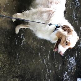 Ginger - Australian Shepherd